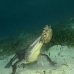 crocodile_american_chiq_jar_v_0435_cub2592.jpg